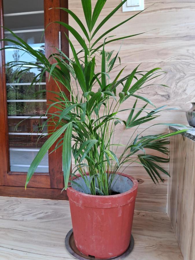 Coorg Teakwood Treasure Homestay Madikeri Extérieur photo